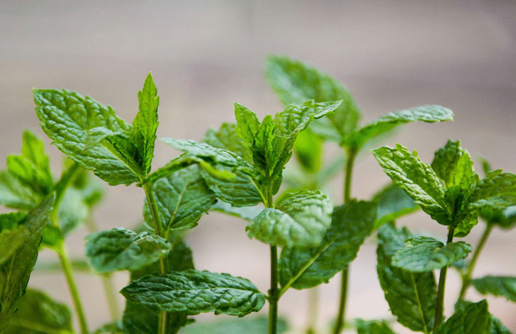 wild mint